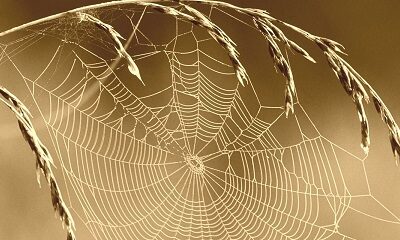 Нечистота в подружжі: генеза, наслідки, зцілення